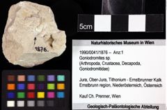 Foto (Objket + Etiketten) von Cycloprosopon sp. 